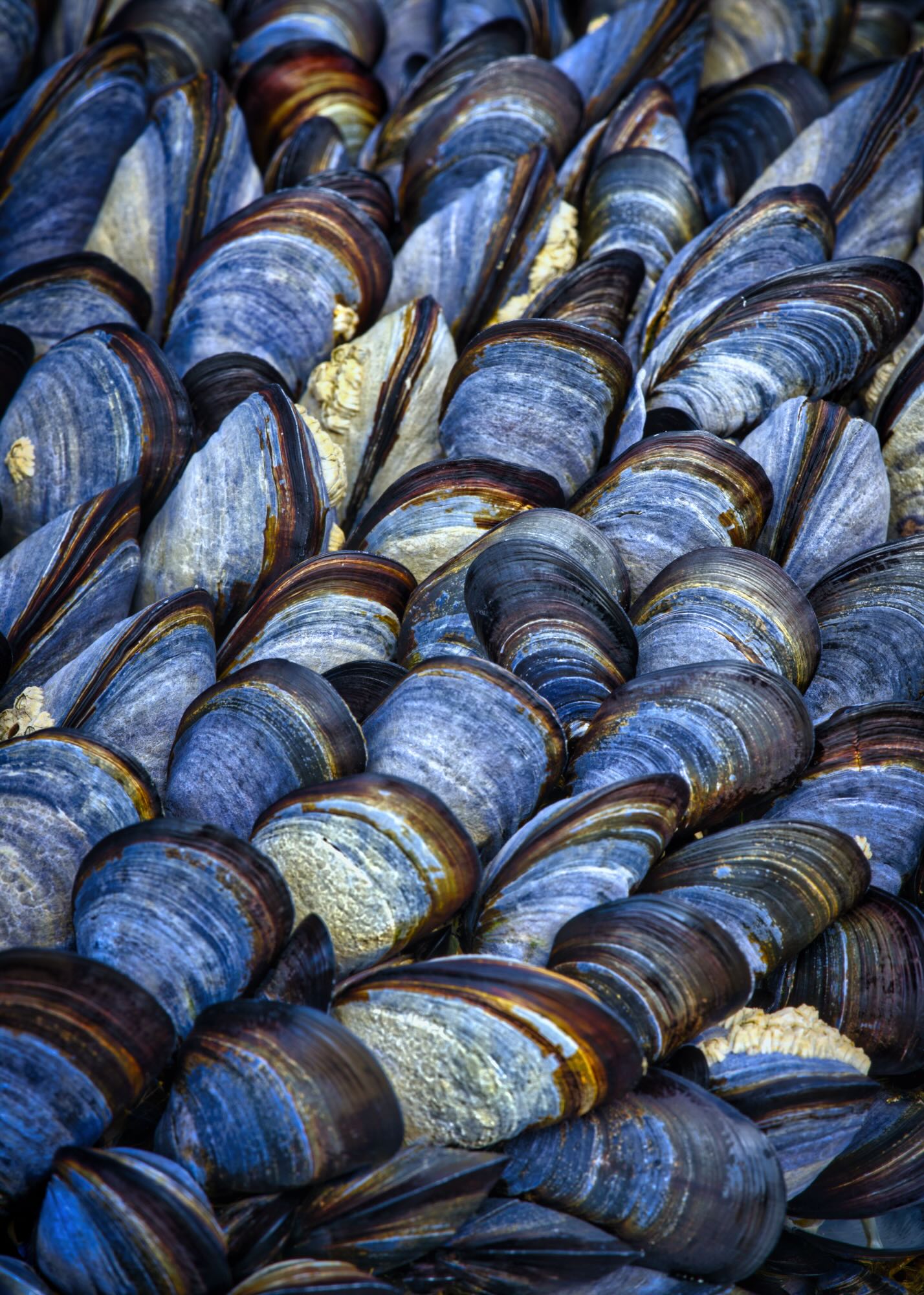  Mussels II 