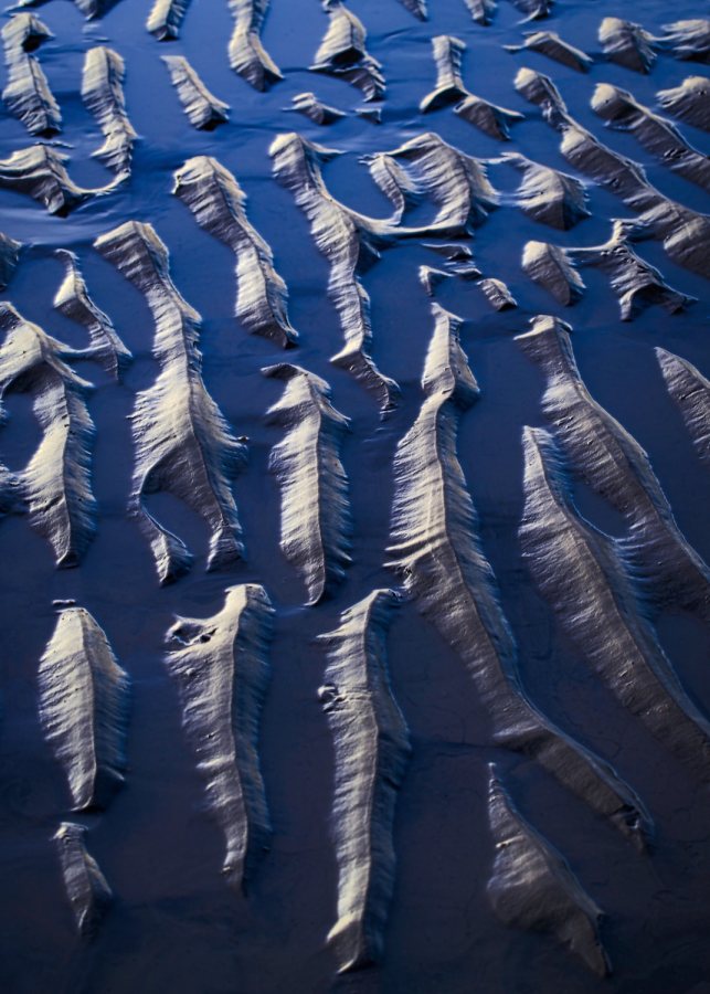 Sea Creatures