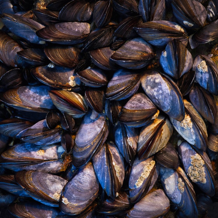 Shells.jpeg