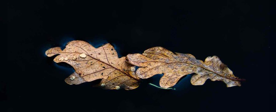 Touching leaves