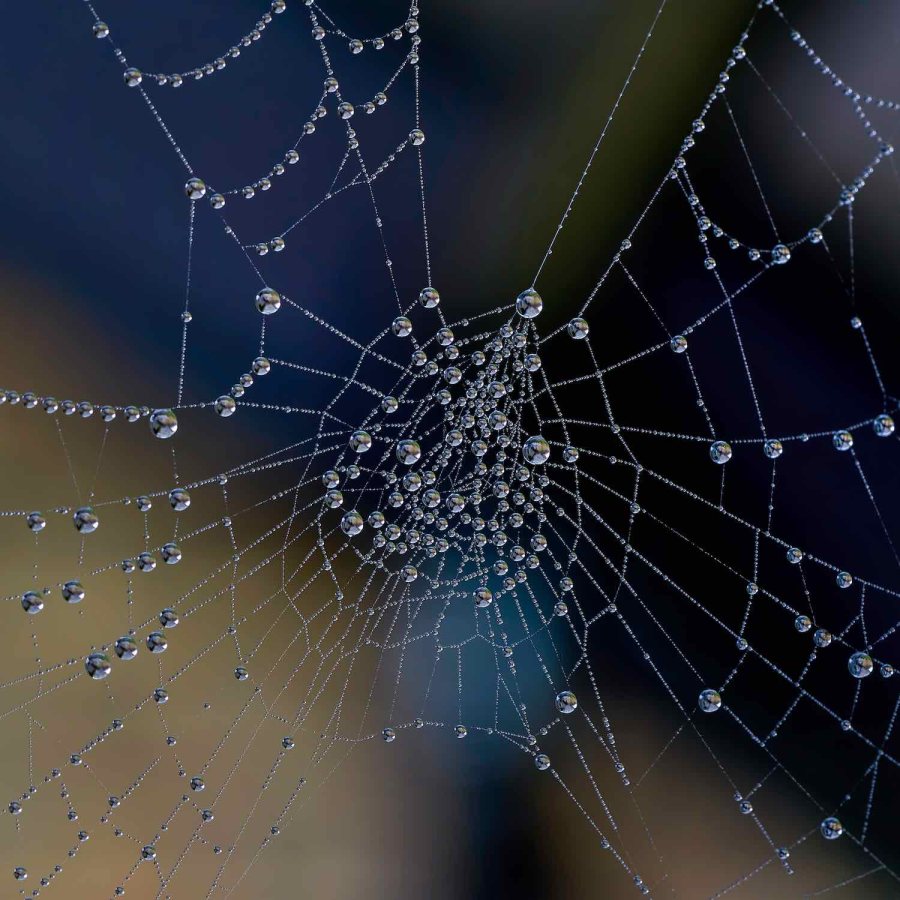 Dew Pearls