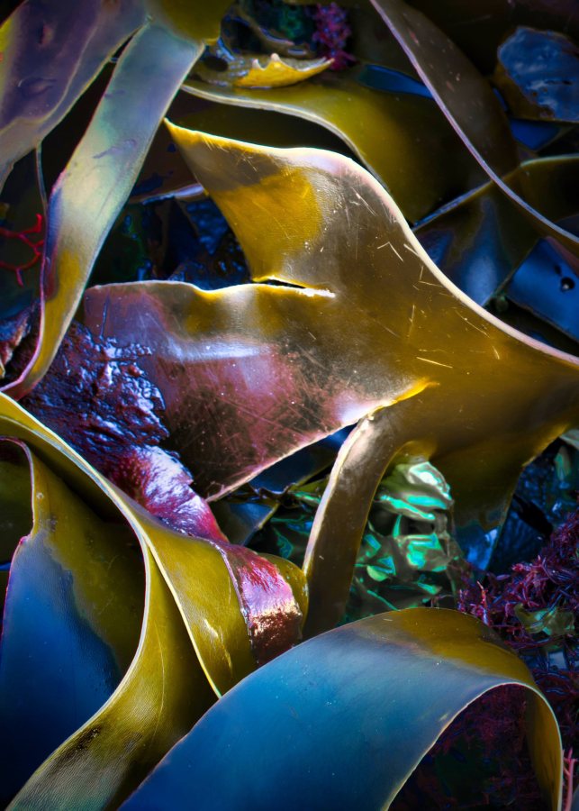 Jewels of the Sea