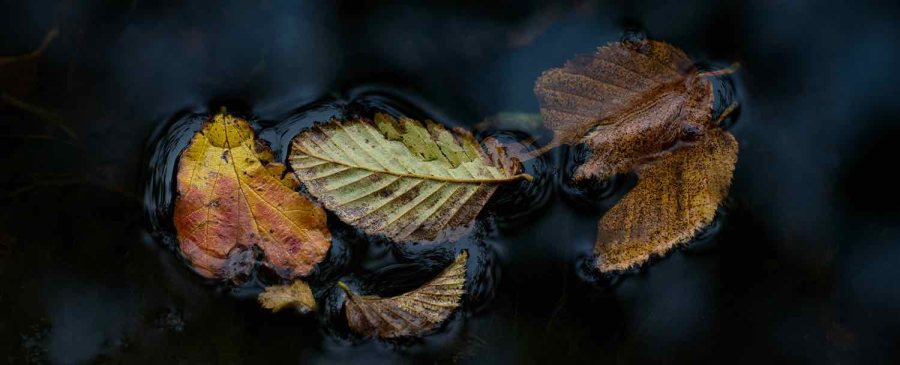 Leaves
